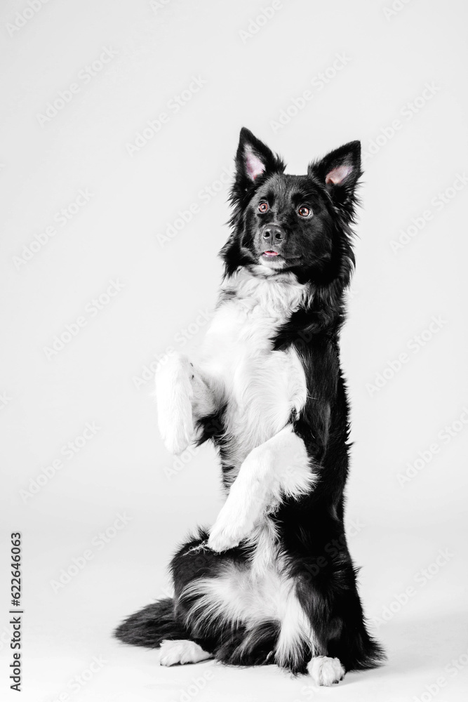 Border Collie dog on a white background in a studio. Ideal for pet-related projects.