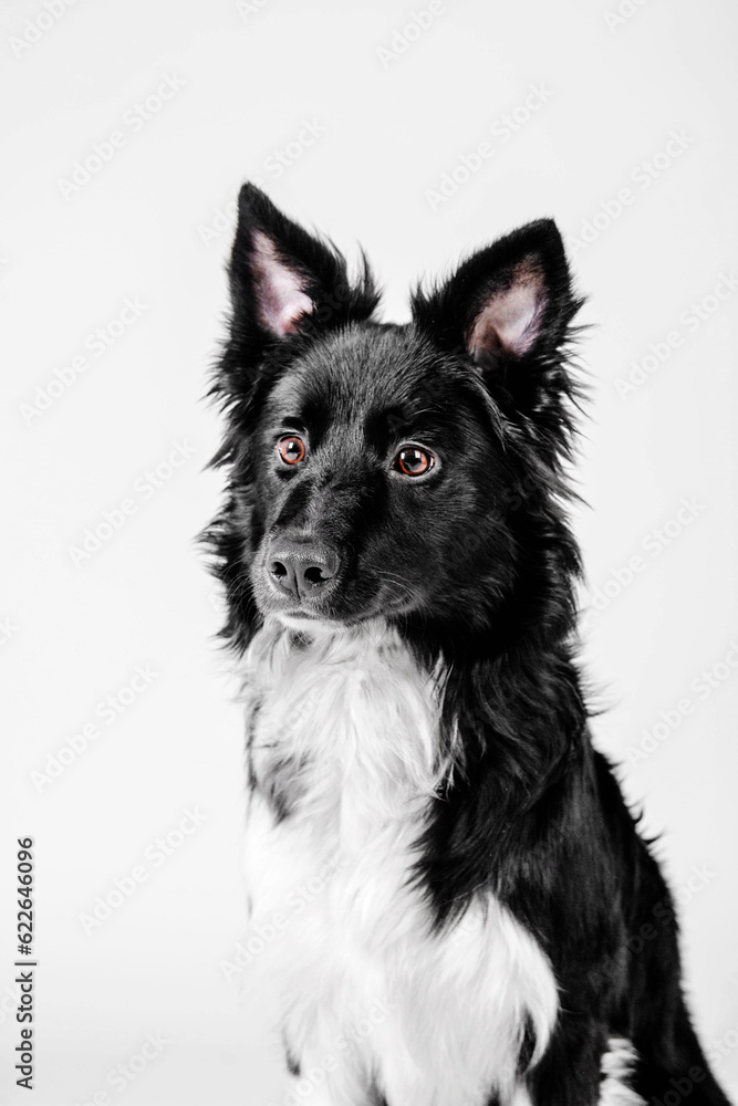 Border Collie dog on a white background in a studio. Ideal for pet-related projects.