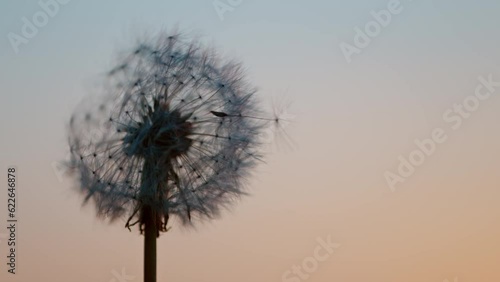 Macro Shot of Dandelion being blown in super slow motion. Outdoor scene with sun rays, filmed on high speed cinematic camera at 1000 fps. photo