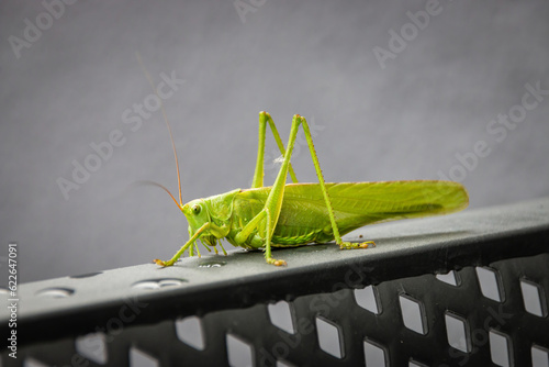 Close-up of great green bush-cricket photo