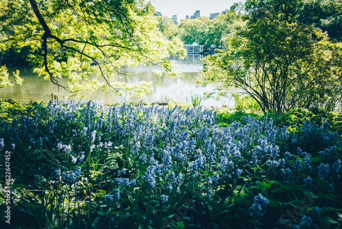 Field of bluebells, Central Park NYC