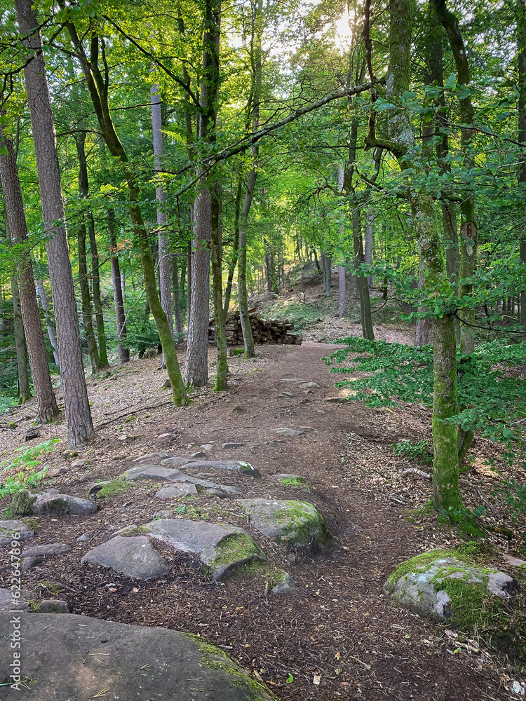 Hiking path at Palatinate Forest in Germany Hiking path at Palatinate Forest in Germany
