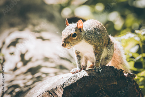 Friendly squirrel in Central Park, NYC