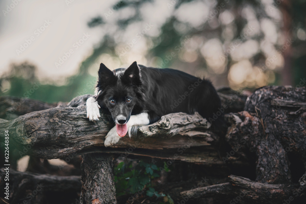 Happy Border Collie Dog Enjoying Nature Walk amidst Lush Greenery and Trees Happy Border Collie Dog Enjoying Nature Walk amidst Lush Greenery and Trees