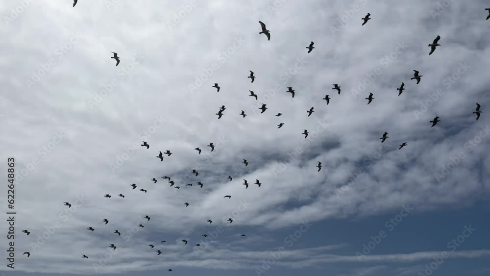 Flock of seagulls soars in the cloud sky, slow motion, relaxing background. Calmness, tranquility Flock of seagulls soars in the cloud sky, slow motion, relaxing background. Calmness, tranquility