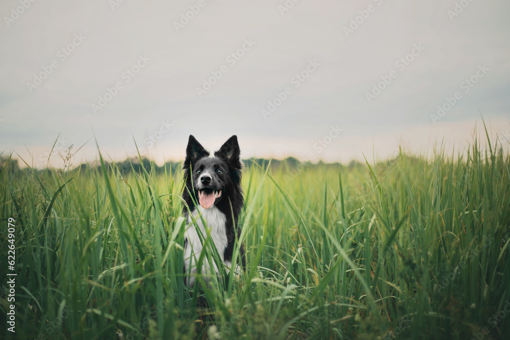 Happy Border Collie Dog Enjoying Nature Walk amidst Lush Greenery and Trees