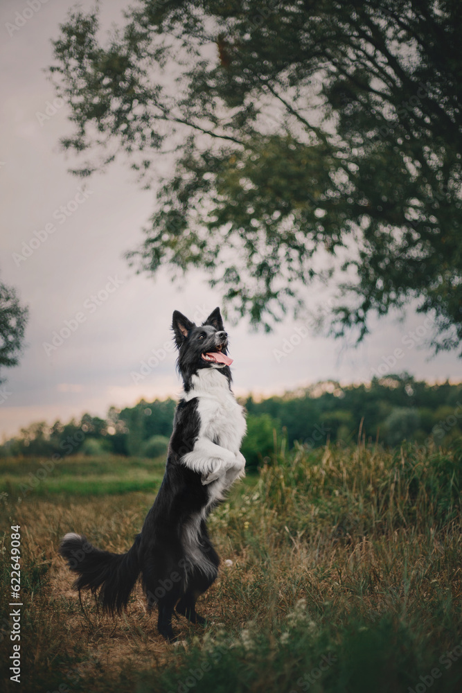 Obraz premium Happy Border Collie Dog Enjoying Nature Walk amidst Lush Greenery and Trees
