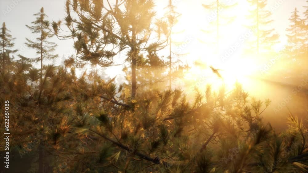 Sunset or dawn in a pine forest in spring or early summer Sunset or dawn in a pine forest in spring or early summer