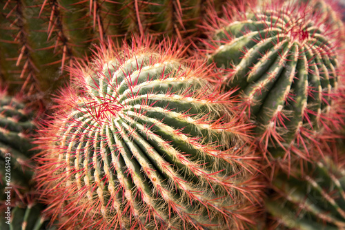 A fragment of a group of Ferocactus stainesii close-up cacti. A background of round cactus with red needles.