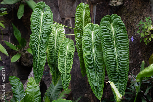 Beautiful large leaves of Veitchii antiurium plant grow in a row on trees. photo