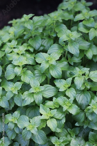 Wallpaper Mural leaves background Torontodigital.ca