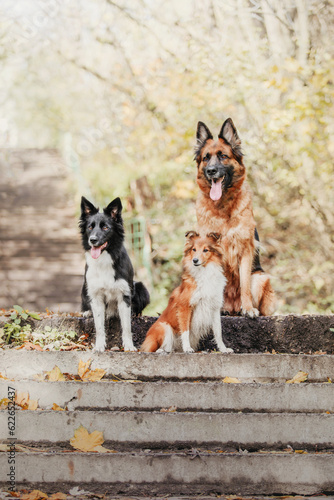 Three playful dogs: a German Shepherd, a Border Collie, and a Shetland Sheepdog, enjoying their time together