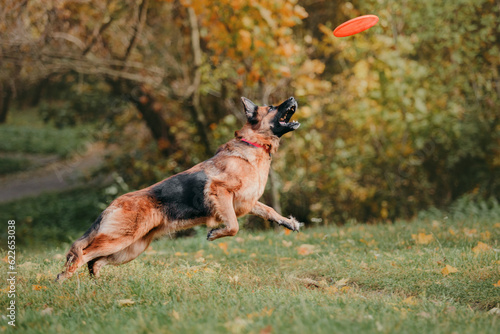 Adorable German Shepherd dog joyfully playing with colorful autumn leaves during a delightful park outing