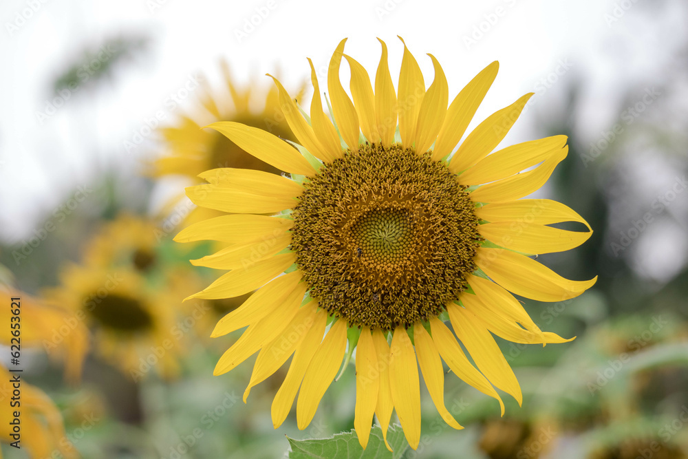 Close-up of a sunflower growing in a field of sunflowers during a nice sunny summer day with some clouds.