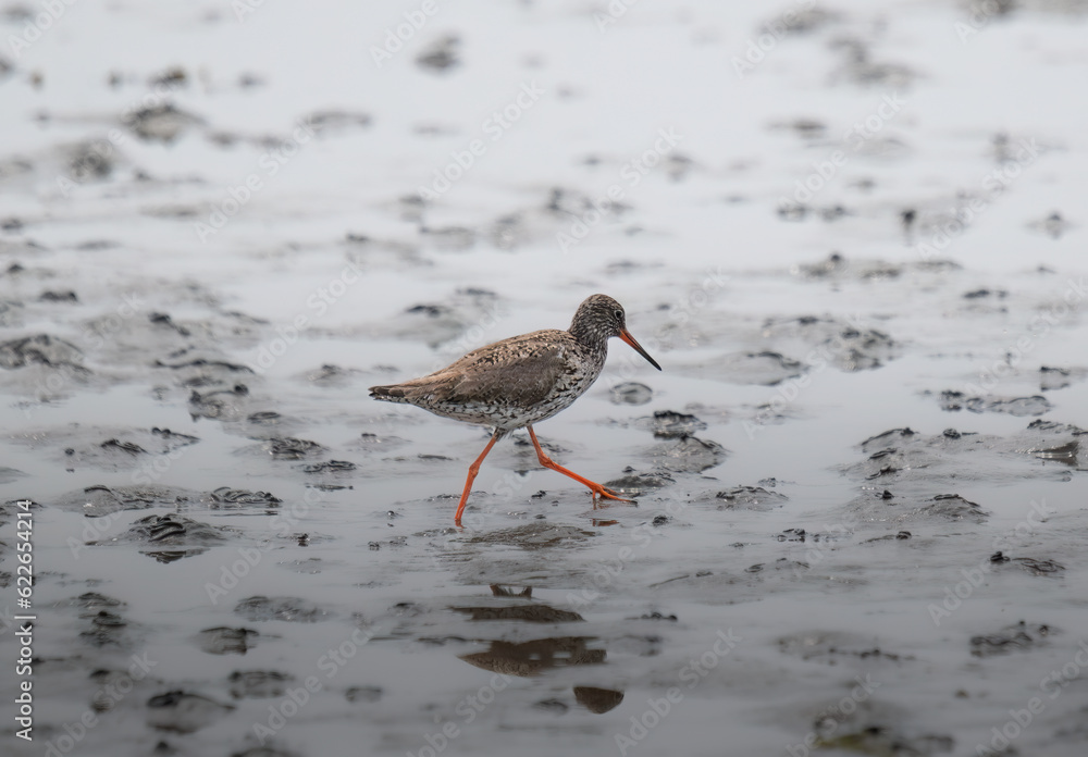 common redshank with orange legs is walking in shallow water common redshank with orange legs is walking in shallow water