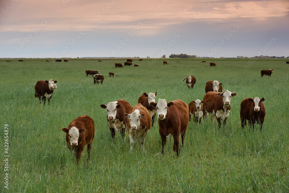 Countryside landscape with cows grazing, La Pampa, Argentina Countryside landscape with cows grazing, La Pampa, Argentina