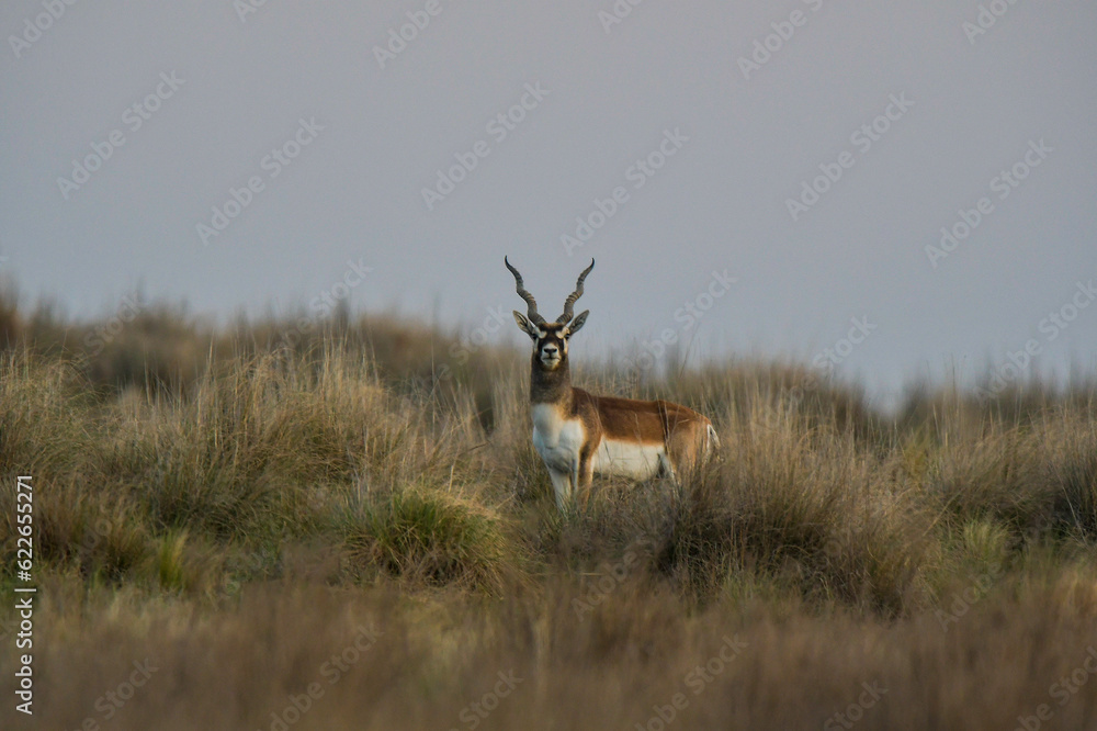 Fototapeta premium Male Blackbuck Antelope in Pampas plain environment, La Pampa province, Argentina