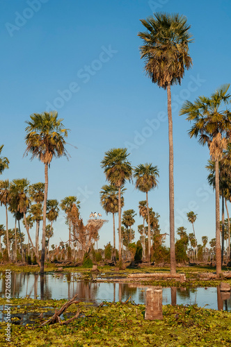Palms landscape in La Estrella Marsh, Formosa province, Argentina.