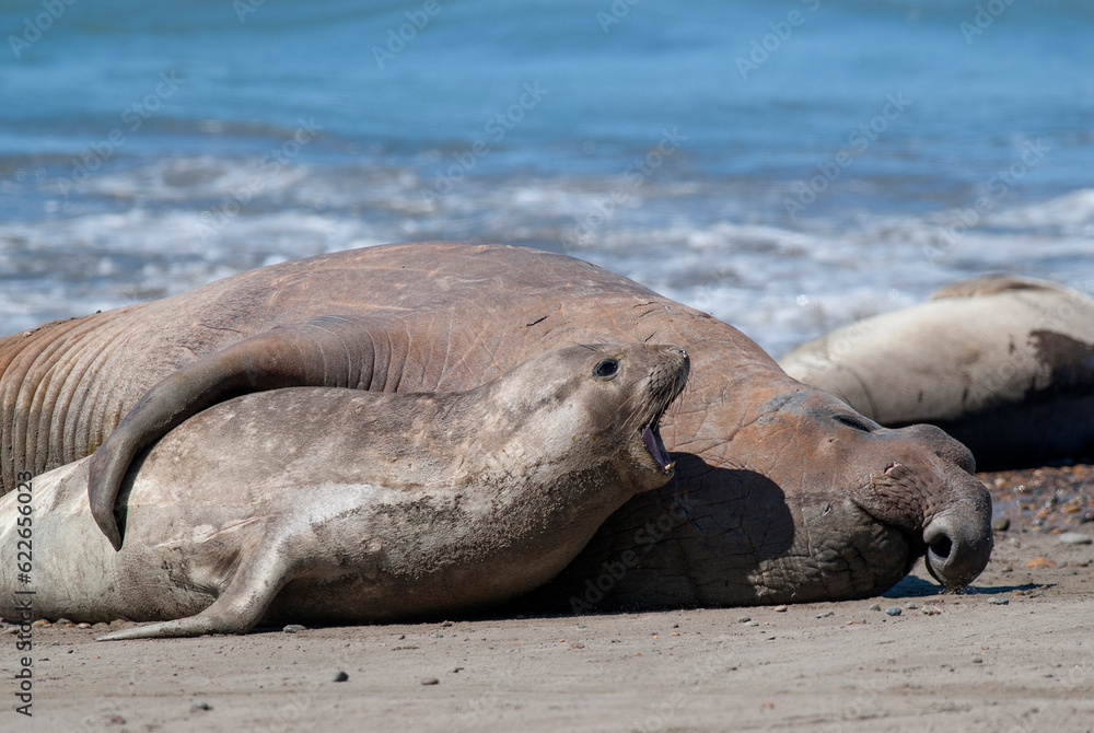 Fototapeta premium Elephant seal family, Peninsula Valdes, Patagonia, Argentina