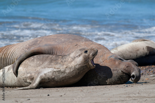 Elephant seal family, Peninsula Valdes, Patagonia, Argentina © foto4440