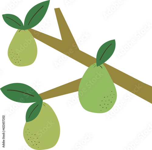 pomelo tree1