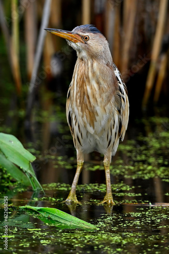 Little bittern // Zwergdommel (Ixobrychus minutus)  photo