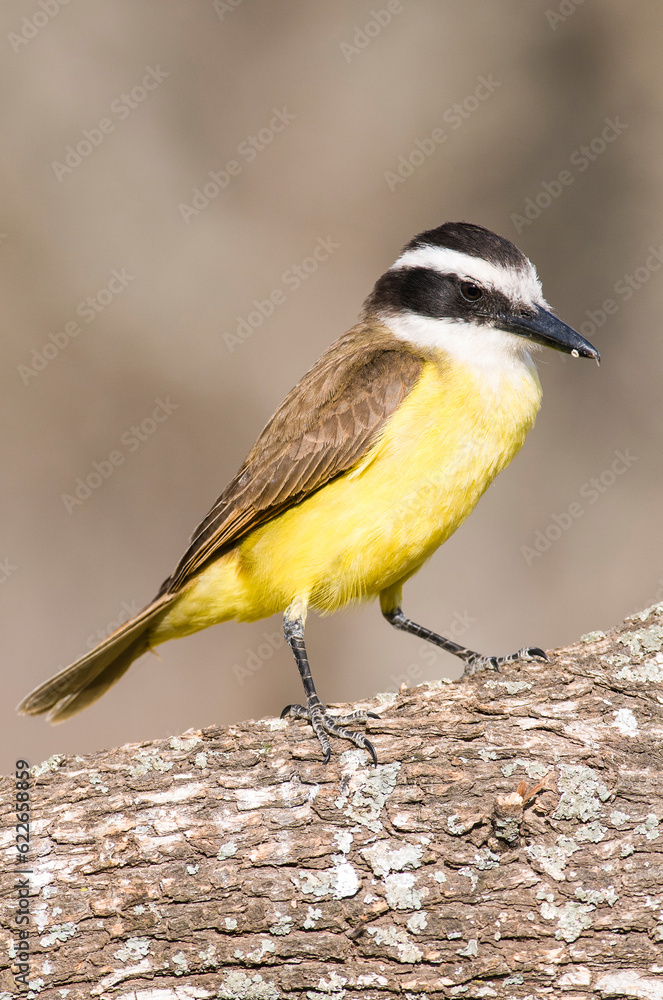 Obraz premium Great Kiskadee, Pitangus sulphuratus, Calden forest, La Pampa, Argentina
