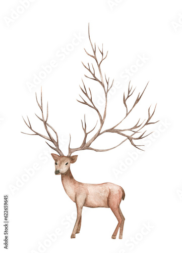 Watercolor painting of deer  big antlers  mountain tree branch.