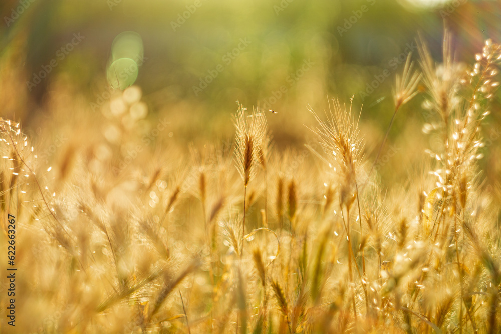 golden wheat sprouts at sunset on a cloudy background desktop wallpaper golden wheat sprouts at sunset on a cloudy background desktop wallpaper