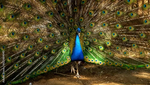 Portrait of blue peacock with spread out tail in zoo in sunny weather. Nature reserve life of wild animals. Peacock walking on ground. Peacock showing feathers in mating spring period attract females.