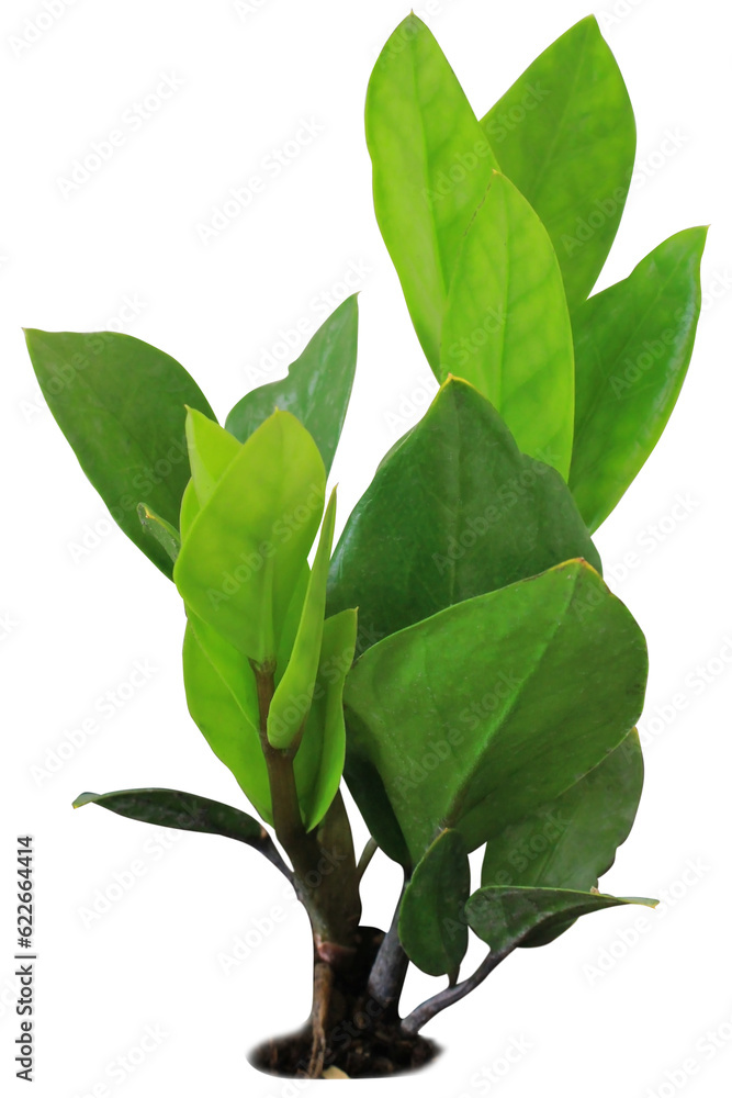 Obraz premium Garden Tree on isolated background and make clipping path