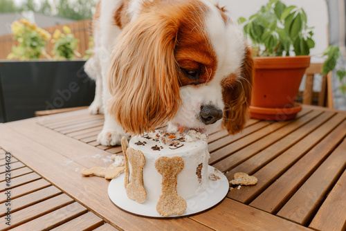 Dog's birthday party. Cake for pet made of cookies in shape of meat bones. Cute dog wearing party hat at table with delicious birthday cake