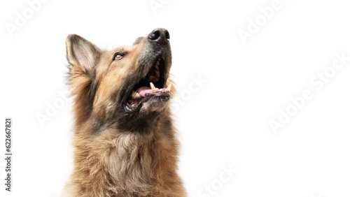 Close up shot of a German shepherd dog on white background, looking up, copy space on the right side.