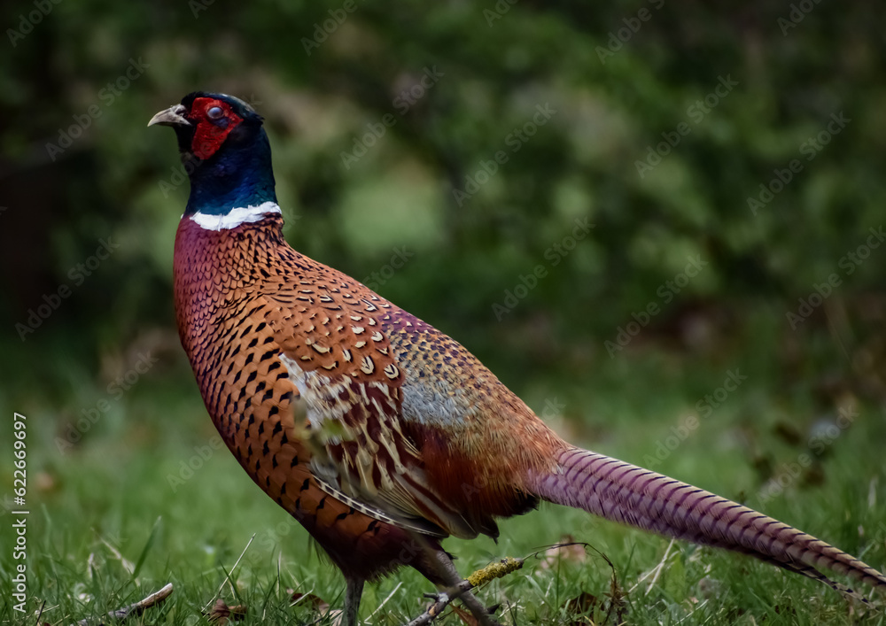 pheasant in woodland field close up game bird fowl pheasant in woodland field close up game bird fowl