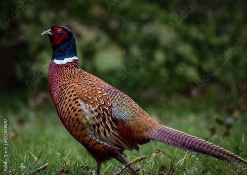 pheasant in woodland field close up game bird fowl