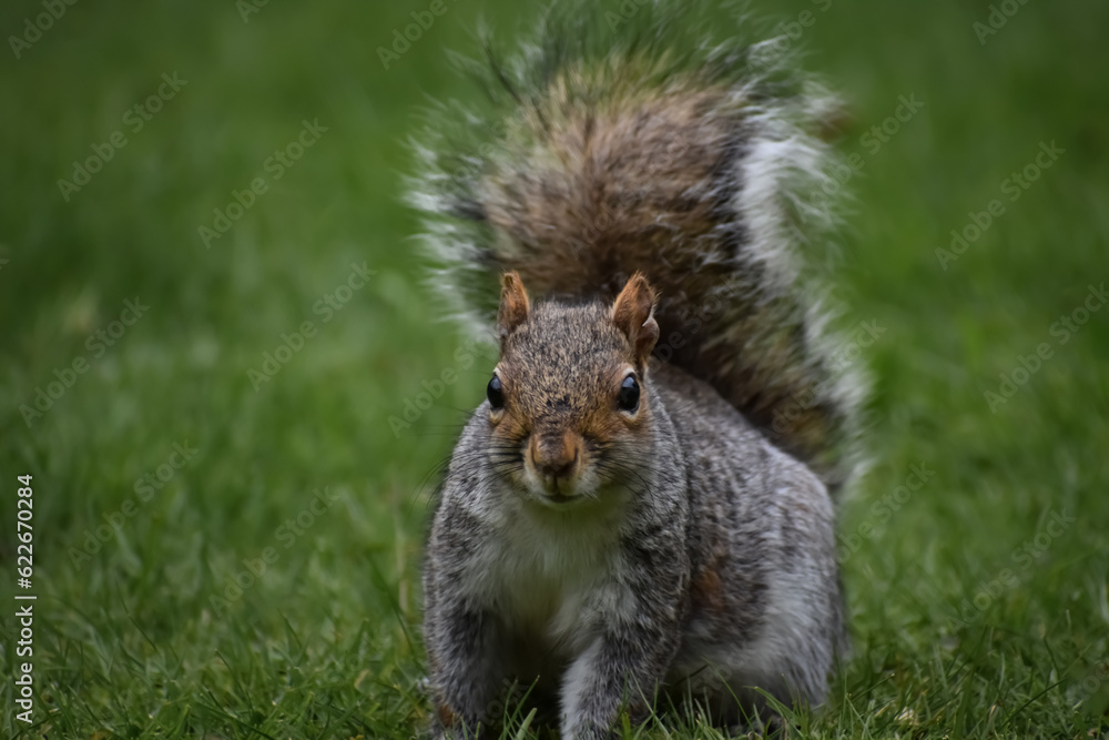 Close up detail shot of squirrel in grass eating looking into camera sitting Close up detail shot of squirrel in grass eating looking into camera sitting