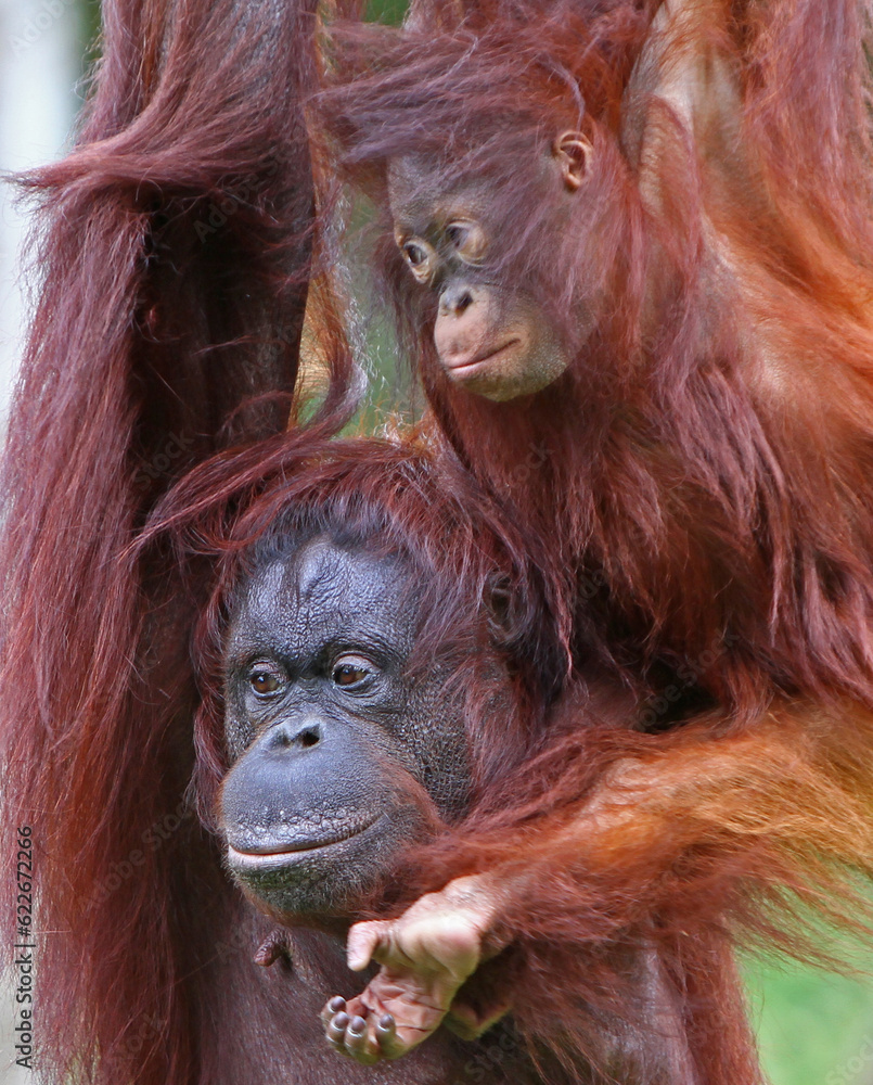 Paignton, Torbay, South Devon, England: Mother and Daughter orangutans spend bonding time together in their outdoor enclosure at Paignton Zoo. Paignton, Torbay, South Devon, England: Mother and Daughter orangutans spend bonding time together in their outdoor enclosure at Paignton Zoo.