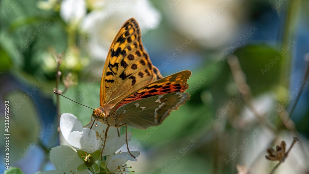 Obraz premium Isolated close up macro beautiful and detailed images of a butterfly in a summer day in the wild- Armenia