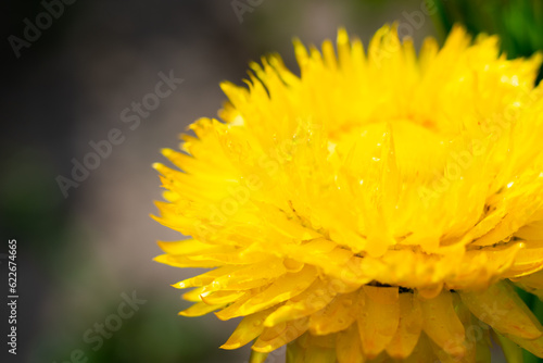 Yellow colored Helichrysum flower with lots of delicate fragile petals in garden on sunny daytime with bright sunbeams. Bokeh blurred background. Cultivation decorative flowers
