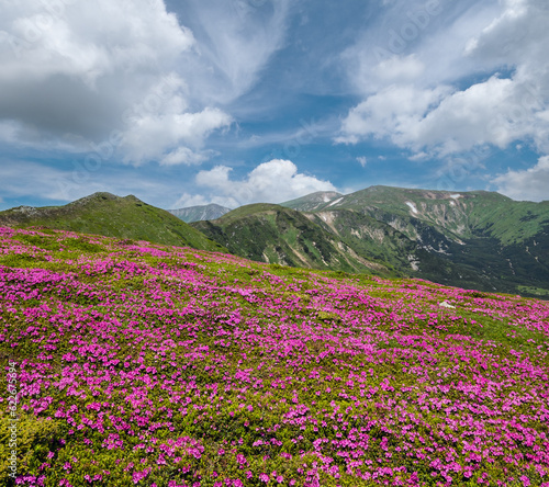 Blossoming slopes (rhododendron flowers ) of Carpathian mountains, Chornohora, Ukraine. Summer.