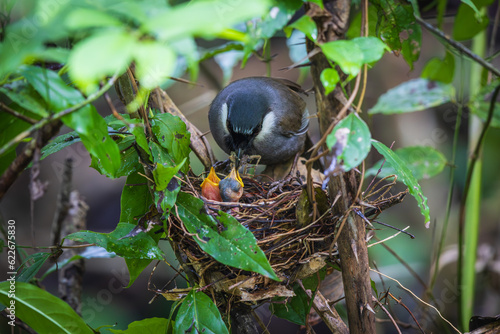 Black-throated Laughingthrush (Dryonastes chinensis) is feeding her young in the nest. photo