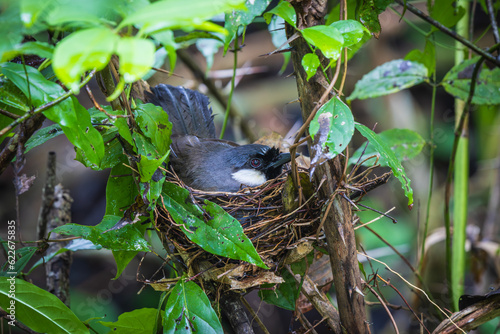 Black-throated Laughingthrush (Dryonastes chinensis) is feeding her young in the nest. photo