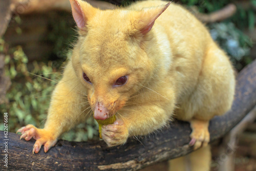 Close up of golden brushtail possum eating. The light color is a genetic mutation of common Australian possums that lives only in Tasmania. photo