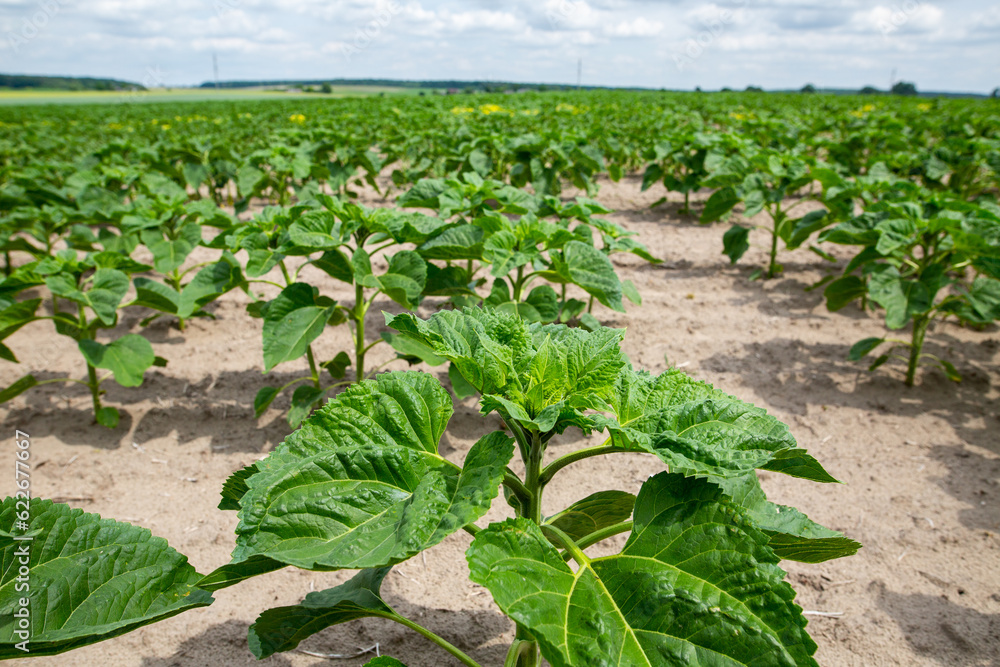 Large farm fields are sown with sunflowers. The crop germinated well after sowing, with nice healthy leaves and strong stems. The beginning of summer in region of Ukraine, somewhere in the Lviv region Large farm fields are sown with sunflowers. The crop germinated well after sowing, with nice healthy leaves and strong stems. The beginning of summer in region of Ukraine, somewhere in the Lviv region