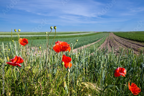 A fields of green wheat. Typical summertime landscape in Ukraine. Theme: Food security. Agricultural. Farming. Food production. Flowers of red poppies on foreground. Somewhere in west of Ukraine