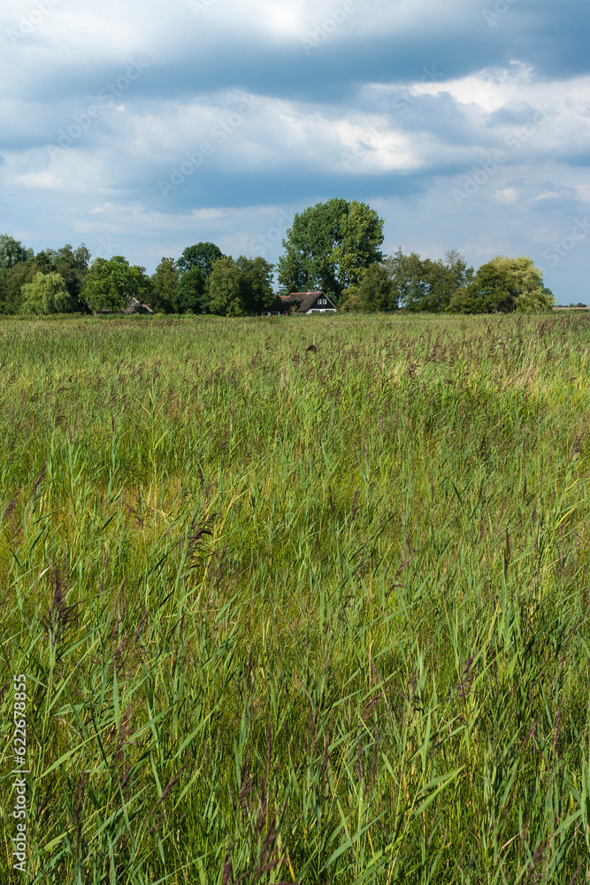 Landscape at Nationaal Park de Weerribben in summer Landscape at Nationaal Park de Weerribben in summer