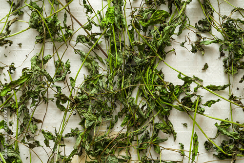 Preparation of dry mint leaves on cloth, drying of mint leaves, dried mint