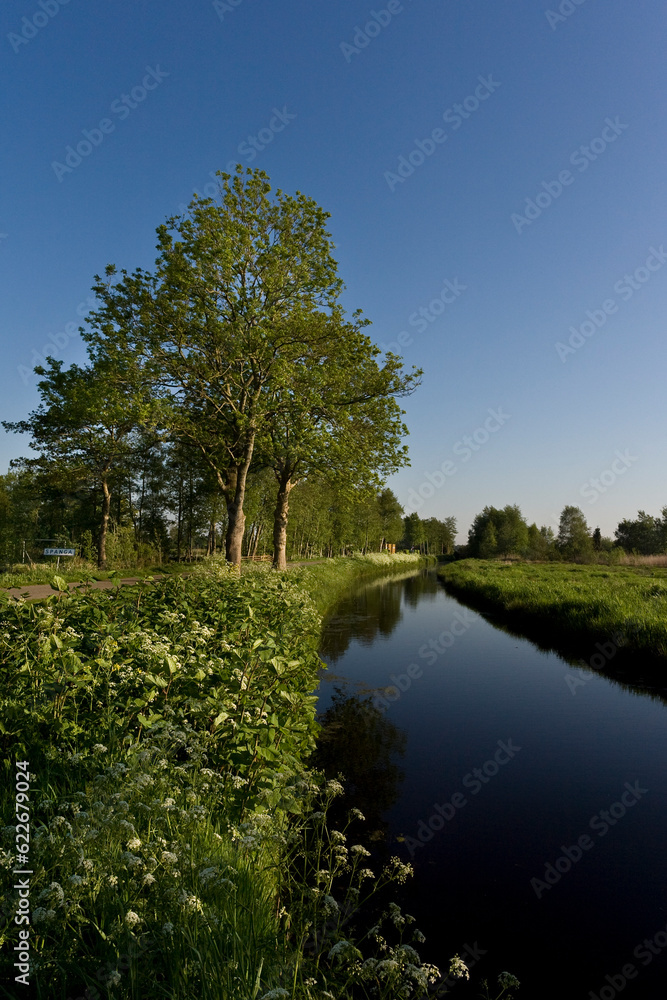 Fototapeta premium Bloeiende waterkant, Flowering waterside