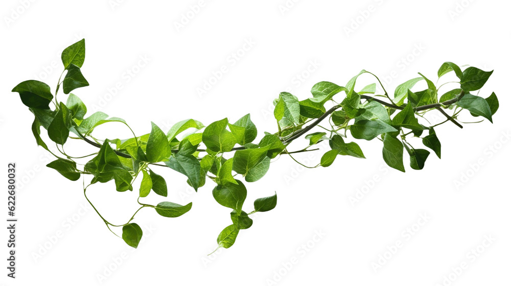 Plant bush with hanging vines of green variegated heart-shaped leaves Devil's ivy or golden pothos (Epipremnum aureum) the tropical foliage houseplant - obrazy, fototapety, plakaty 