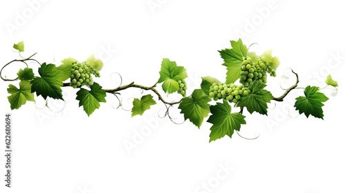Photographie Grape leaves vine plant branch with tendrils in vineyard